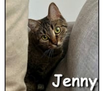 Photos Vivastreet JENNY, minette sociale et gentille