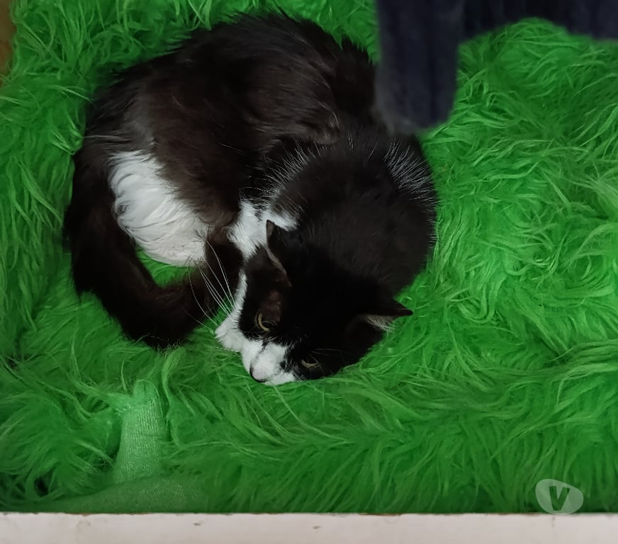 Don animaux Rhône Lyon - Photos Vivastreet ZODI, chat à adopter