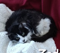 Photos Vivastreet ZODI, chat à adopter