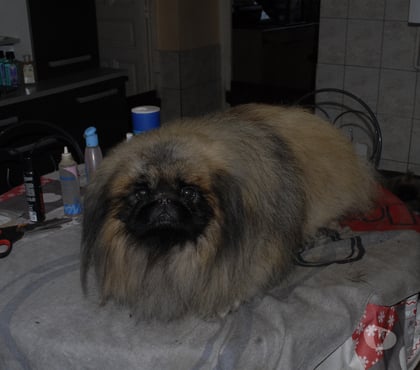 Vente animaux Oyonnax Oyonnax - images_alt_text TRES BEAU MALE PEKINOIS MULTI CHAMPION