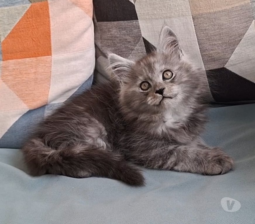 Vente Var Toulon - Photos Vivastreet chaton mâle Maine Coon LOOF
