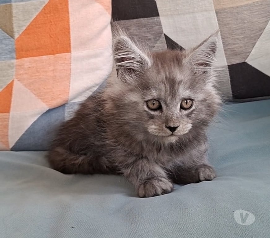 Vente Var Toulon - Photos Vivastreet chaton mâle Maine Coon LOOF