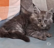 chaton mâle Maine Coon LOOF