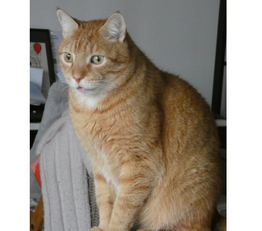 Don animaux Rhône Lyon - Photos Vivastreet CHARLY, chat adorable et affectueux