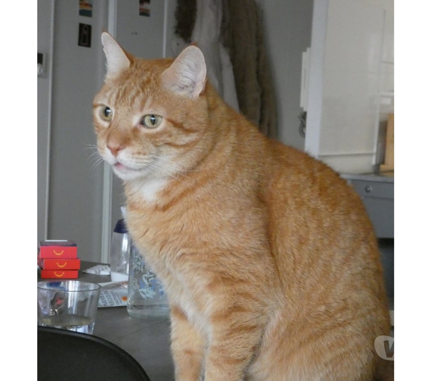 Don animaux Rhône Lyon - Photos Vivastreet CHARLY, chat adorable et affectueux