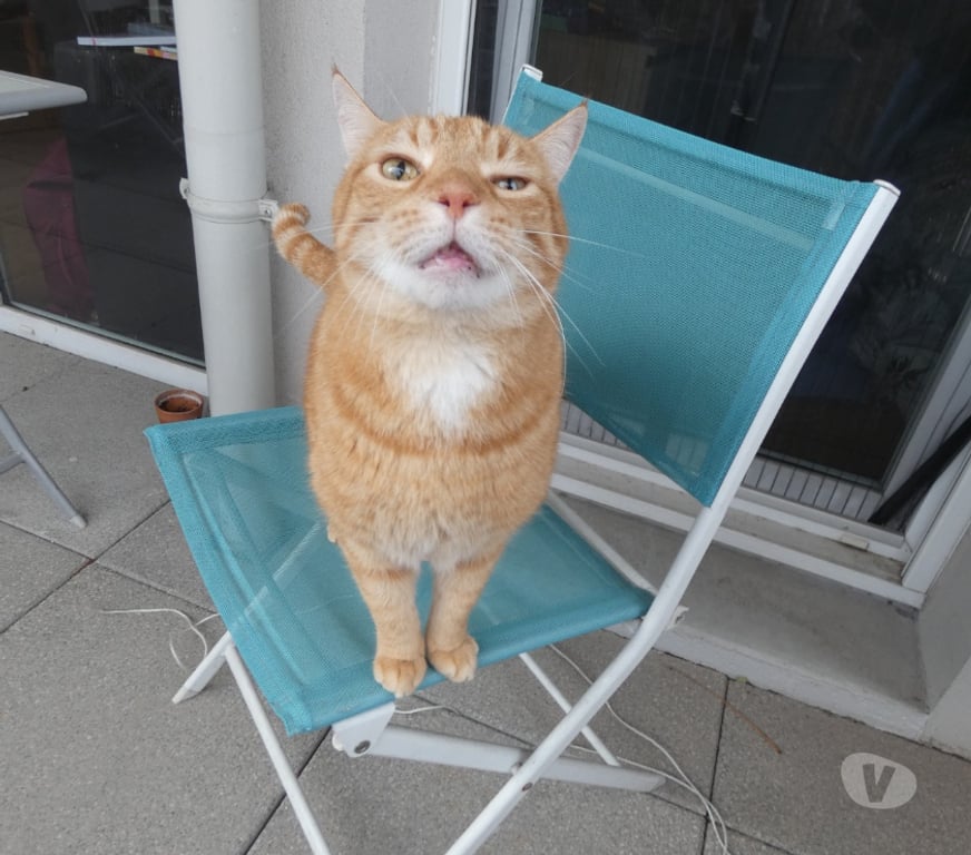 Don animaux Rhône Lyon - Photos Vivastreet CHARLY, chat adorable et affectueux