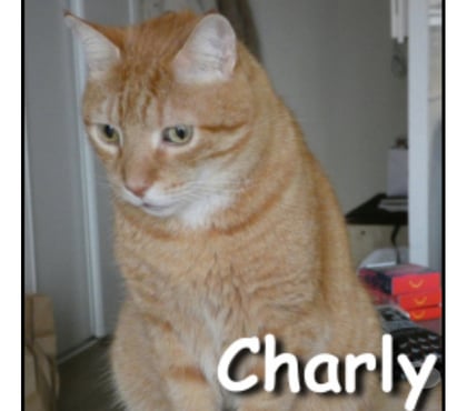 Don animaux Lyon Lyon - Photos Vivastreet CHARLY, chat adorable et affectueux