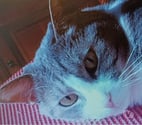 Chat MIRABELLE à l adoption