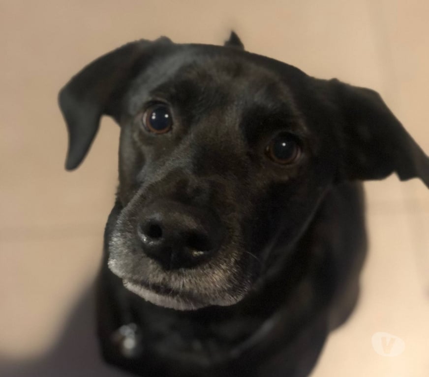 Don animaux Haute-Savoie Annecy - 74000 - Photos Vivastreet Chien OBY à l adoption