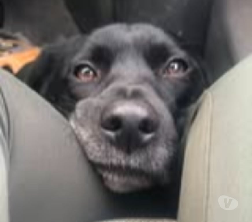 Don animaux Haute-Savoie Annecy - 74000 - Photos Vivastreet Chien OBY à l adoption