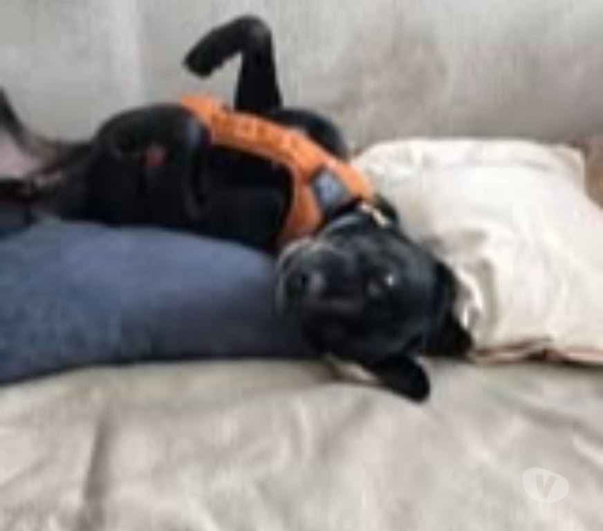 Don animaux Haute-Savoie Annecy - 74000 - Photos Vivastreet Chien OBY à l adoption