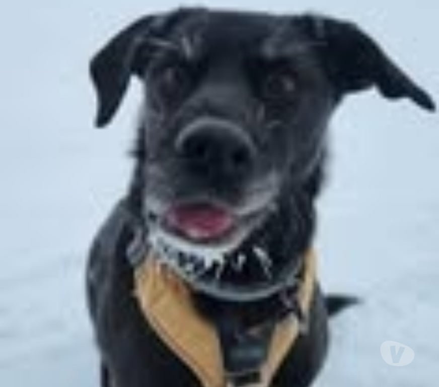 Don animaux Haute-Savoie Annecy - 74000 - Photos Vivastreet Chien OBY à l adoption