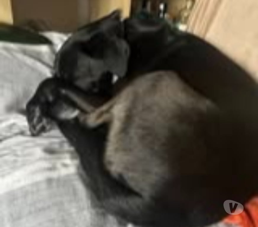 Don animaux Haute-Savoie Annecy - 74000 - Photos Vivastreet Chien OBY à l adoption