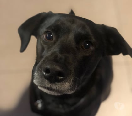 Adoption animaux Annecy Haute-Savoie - Photos Vivastreet Chien OBY à l adoption