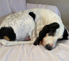 Chien MILOU à l adoption
