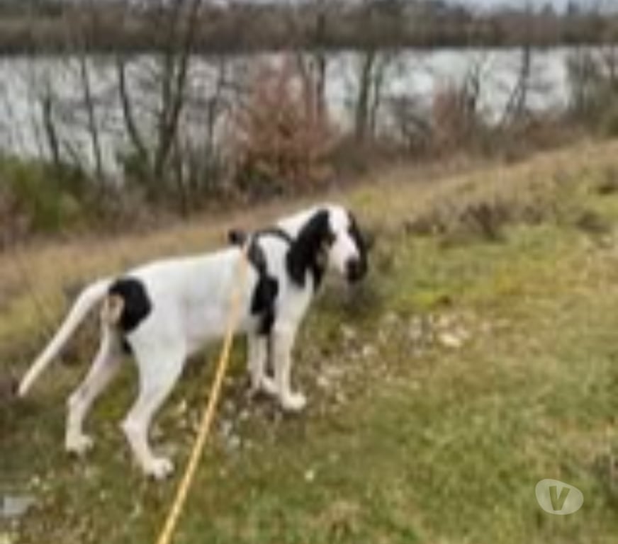 Don animaux Ardèche Beauchastel - 07800 - Photos Vivastreet Chien MILOU à l adoption