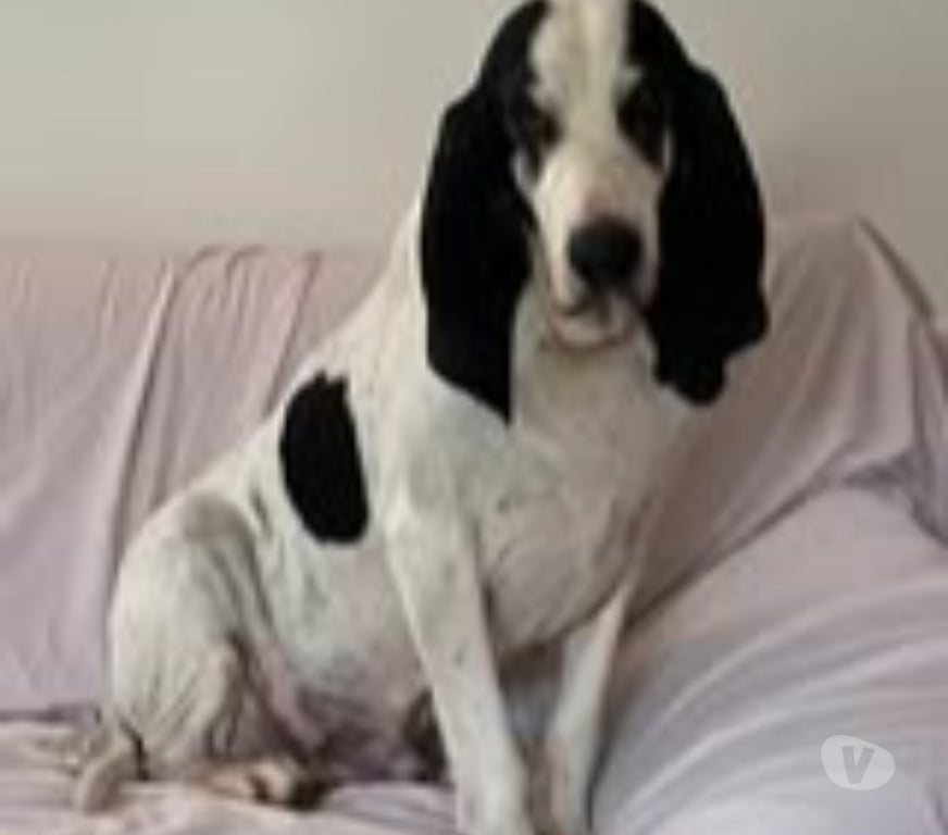 Don animaux Ardèche Beauchastel - 07800 - Photos Vivastreet Chien MILOU à l adoption