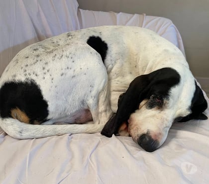 Don animaux Beauchastel Ardèche - Photos Vivastreet Chien MILOU à l adoption