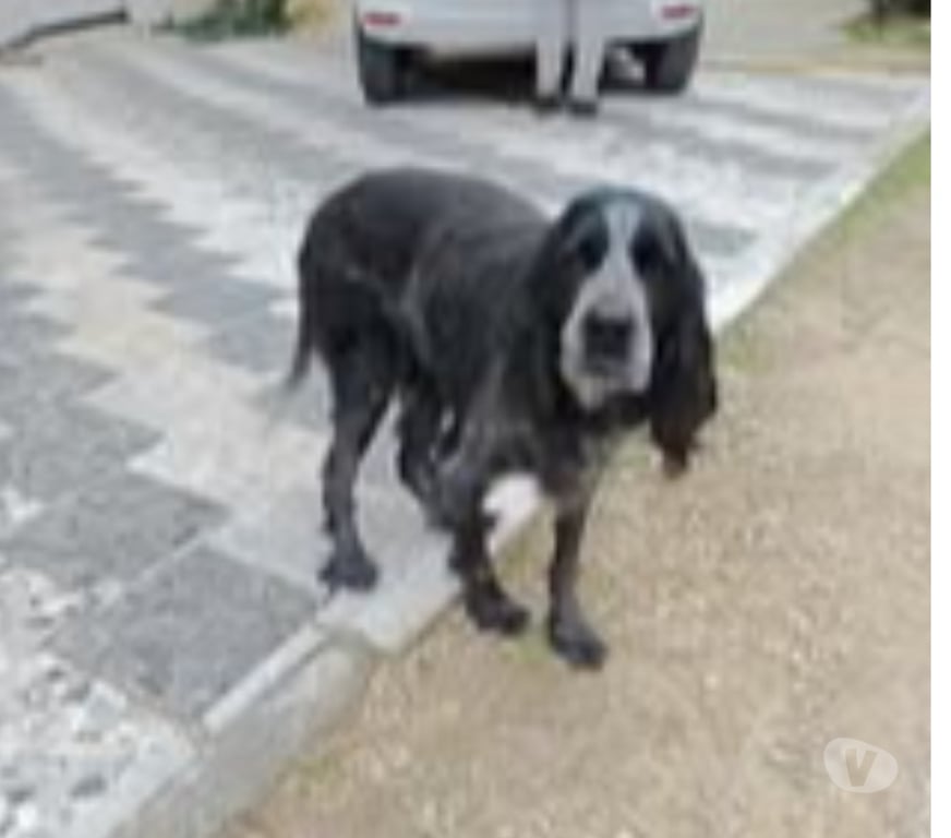 Don animaux Bouches-du-Rhône Orgon - 13660 - Photos Vivastreet Chien INA à l adoption