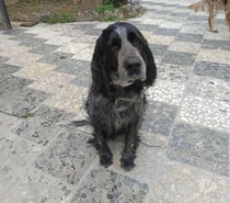 Photos Vivastreet Chien INA à l adoption