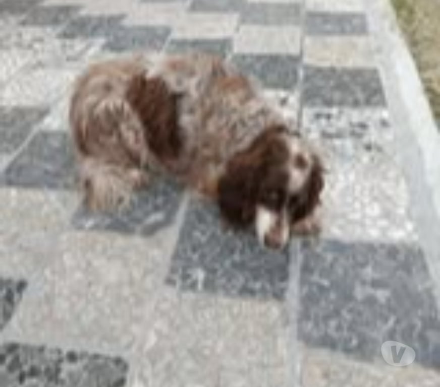 Don animaux Bouches-du-Rhône Orgon - 13660 - Photos Vivastreet Chien JACKOU à l adoption