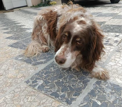 Adoption animaux Orgon Bouches-du-Rhône - Photos Vivastreet Chien JACKOU à l adoption