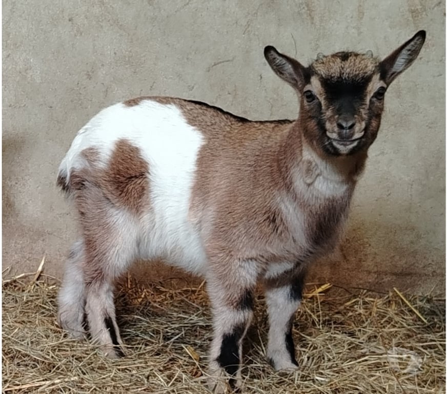 Vente Pas-de-Calais Vermelles - 62980 - Photos Vivastreet Bouc nain castré