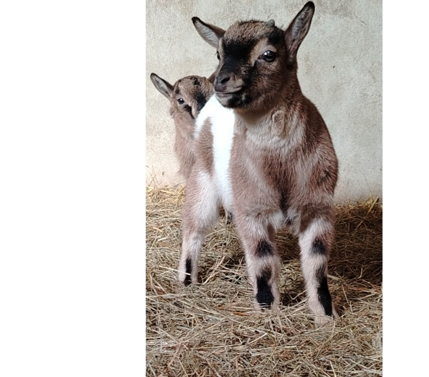 Vente Pas-de-Calais Vermelles - 62980 - Photos Vivastreet Bouc nain castré