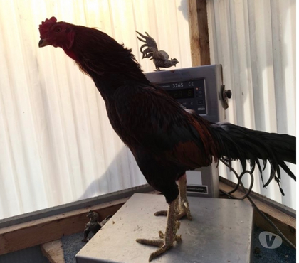 Vente Beaumont sur Oise Val-d'Oise - Photos Vivastreet Coq vietnamien samba