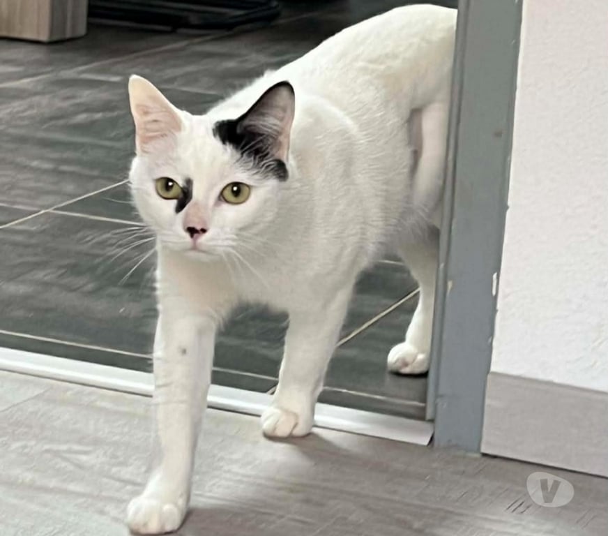 Don animaux Aude Carcassonne - Photos Vivastreet Blanchette chatte 1 an A ADOPTER