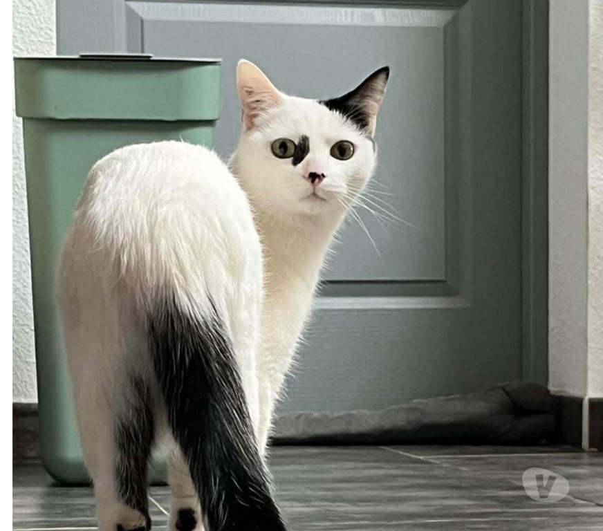 Don animaux Aude Carcassonne - Photos Vivastreet Blanchette chatte 1 an A ADOPTER