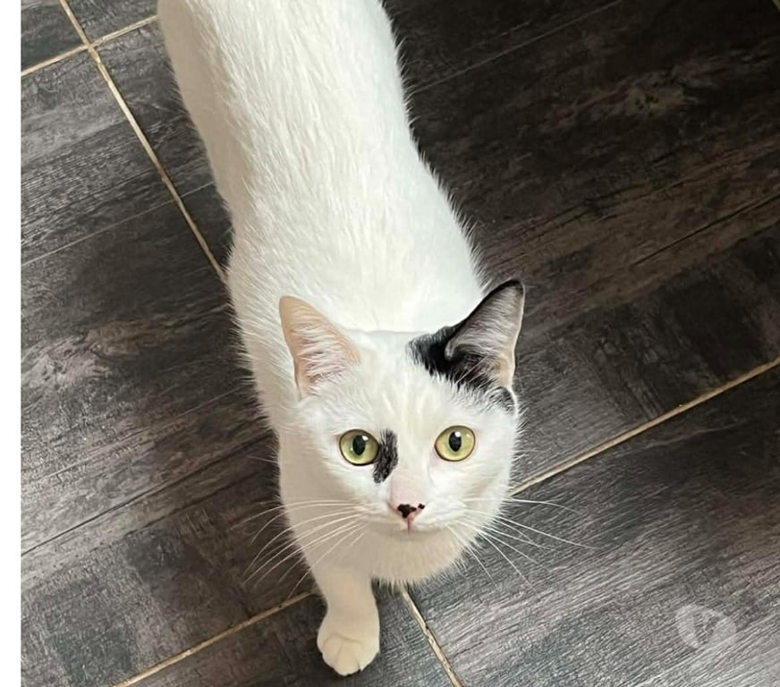 Don animaux Aude Carcassonne - Photos Vivastreet Blanchette chatte 1 an A ADOPTER