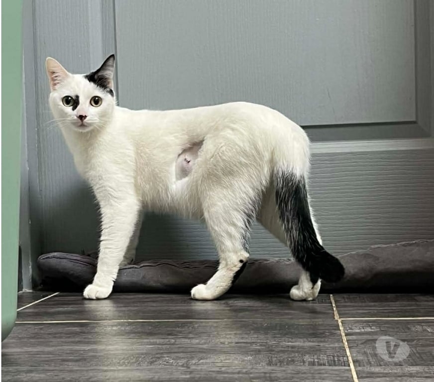 Don animaux Aude Carcassonne - Photos Vivastreet Blanchette chatte 1 an A ADOPTER