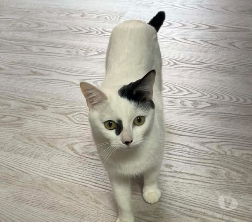 Don animaux Aude Carcassonne - Photos Vivastreet Blanchette chatte 1 an A ADOPTER