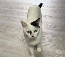 Photos Vivastreet Blanchette chatte 1 an A ADOPTER