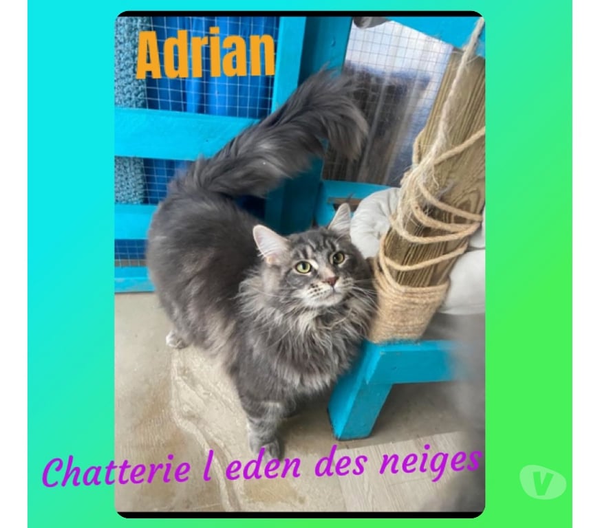 Vente Haut-Rhin Stosswihr - 68140 - images_alt_text 🌟Chatons maine coon loof 🌟
