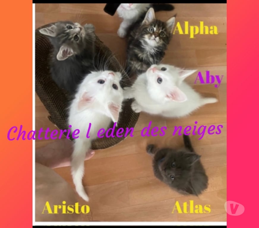Vente Haut-Rhin Stosswihr - 68140 - images_alt_text 🌟Chatons maine coon loof 🌟