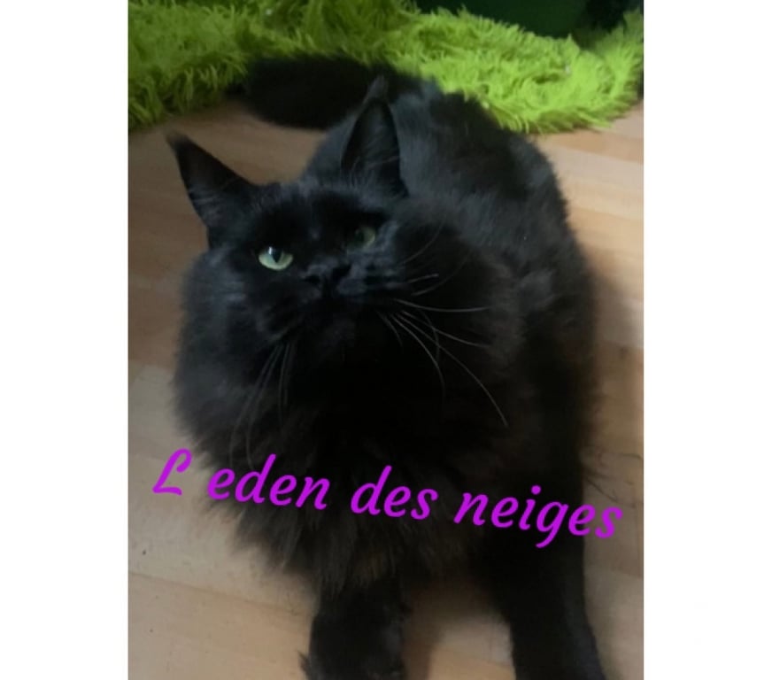 Vente Haut-Rhin Stosswihr - 68140 - images_alt_text 🌟Chatons maine coon loof 🌟