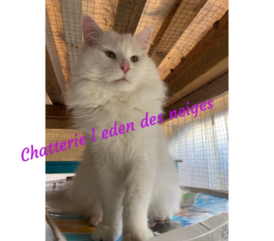 Vente Haut-Rhin Stosswihr - 68140 - images_alt_text 🌟Chatons maine coon loof 🌟