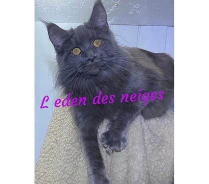 Vente animaux Stosswihr Haut-Rhin - Photos Vivastreet 🌟Chatons maine coon loof 🌟