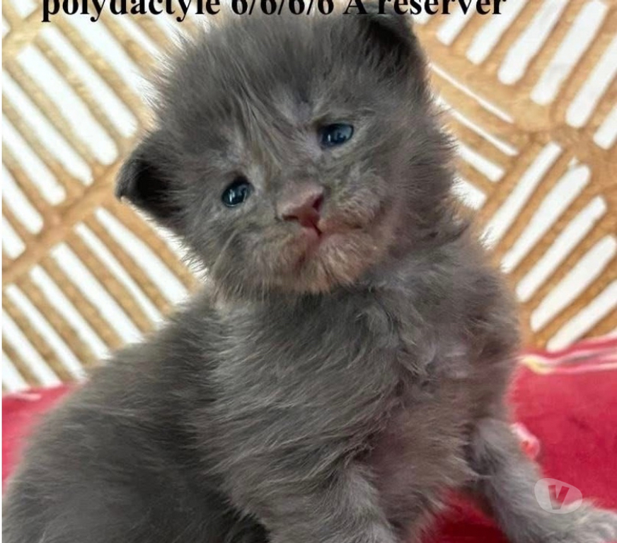 Vente Gard St Gilles - 30800 - Photos Vivastreet Chatons Maine coon mâles et femelles