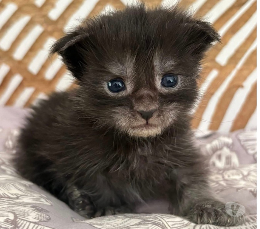 Vente Gard St Gilles - 30800 - Photos Vivastreet Chatons Maine coon mâles et femelles