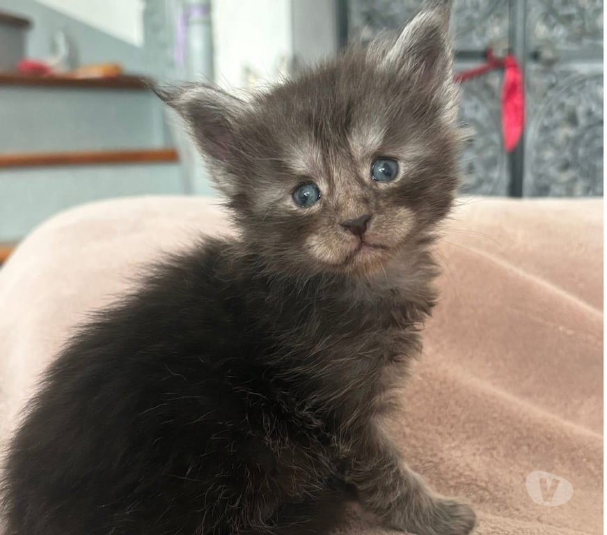 Vente Gard St Gilles - 30800 - Photos Vivastreet Chaton Maine coon femelle LOOF