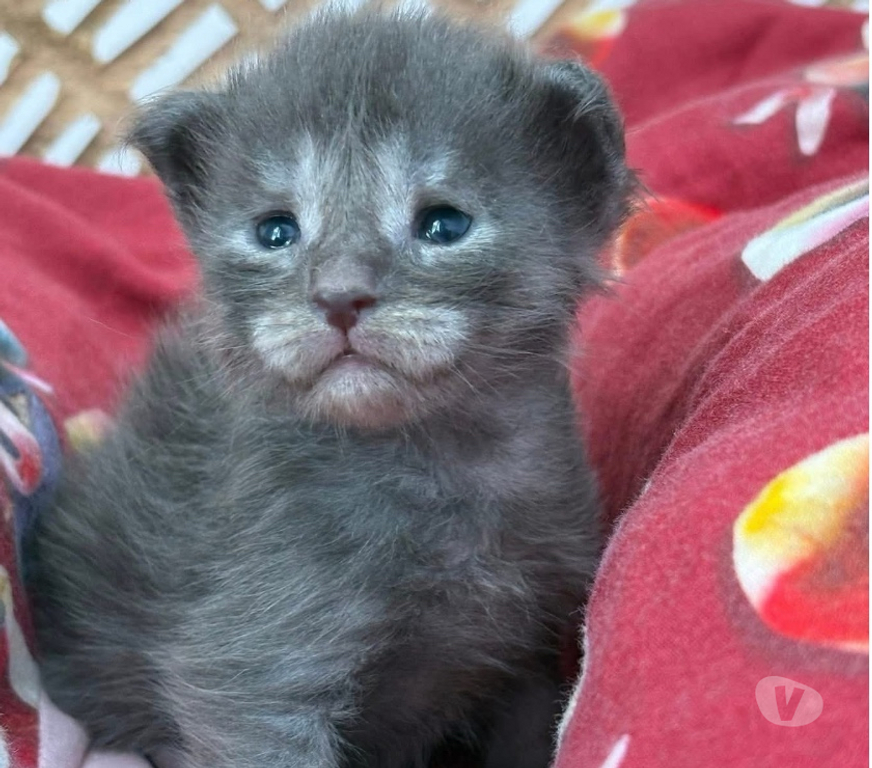 Vente Gard St Gilles - 30800 - Photos Vivastreet Chatons Maine coon mâles et femelles