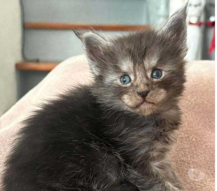 Vente Gard St Gilles - 30800 - Photos Vivastreet Chaton Maine coon femelle LOOF