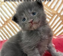 Chatons Maine coon mâles et femelles