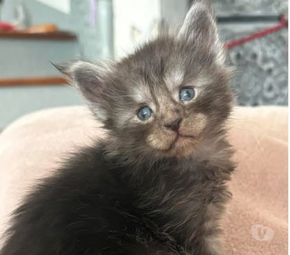 Vente animaux St Gilles Gard - Photos Vivastreet Chaton Maine coon femelle LOOF