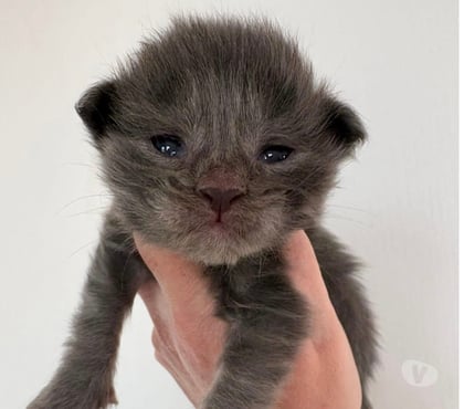 Vente animaux St Gilles Gard - Photos Vivastreet Chatons Maine coon mâles
