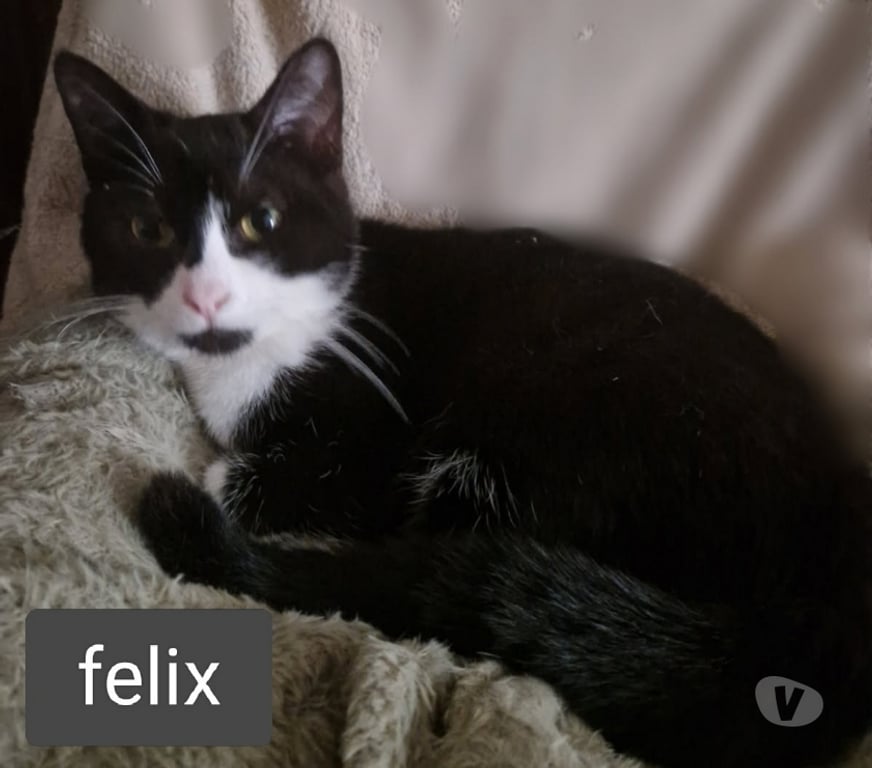 Don animaux Val-d'Oise Soisy sous Montmorency - 95230 - Photos Vivastreet Félix, chat à adpoter