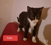 Photos Vivastreet Félix, chat à adpoter